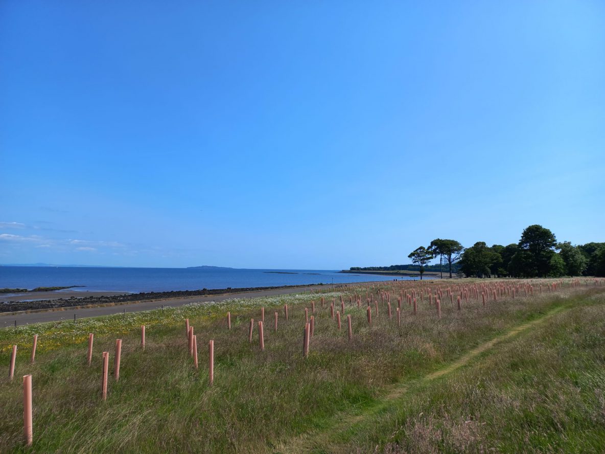A wide photo looking towards the Forth Estuary with hundreds of newly planted tree saplings in pale brown tree tubes in the foreground.